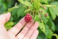 Raspberry in hand