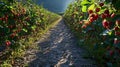 Raspberry harvest, rows of plants, sunny farm. Food use Royalty Free Stock Photo