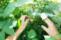 Raspberry harvesting hand, fresh healthy eating