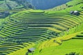 Raspberry hill and Terraced rice field of the H`Mong ethnic people Royalty Free Stock Photo