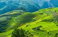 Raspberry hill and Terraced rice field of the H`Mong ethnic people Royalty Free Stock Photo