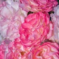 Raspberry Ice Floribunda Roses