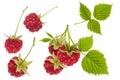 Raspberry isolated. Red ripe berries set on branch with green leaves on white background as detail for packaging design Royalty Free Stock Photo