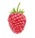 Raspberry Royalty Free Stock Photo