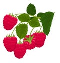 Raspberry isolated on white background. Raspberries. Forest berry. Vector Illustration