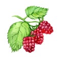 Raspberry isolated on white, watercolor illustration