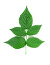 Raspberry leaf.