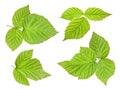 Raspberry leaf Royalty Free Stock Photo