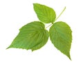 Raspberry leaf Royalty Free Stock Photo