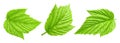 Raspberry leaf collection Clipping Path Royalty Free Stock Photo