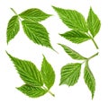 Raspberry leaf isolated Royalty Free Stock Photo