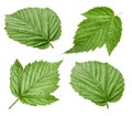 Raspberry leaf isolated Royalty Free Stock Photo