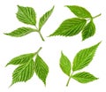 Raspberry leaf isolated Royalty Free Stock Photo