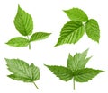 Raspberry leaf isolated Royalty Free Stock Photo