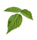 Raspberry Leaf isolated on white Royalty Free Stock Photo