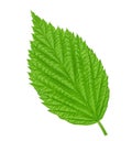 Raspberry leaf isolated on white background with clipping path Royalty Free Stock Photo