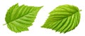Raspberry leaf isolated on white background Royalty Free Stock Photo