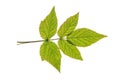 Raspberry leaf isolated on white Royalty Free Stock Photo