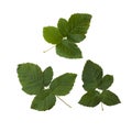 Raspberry leaf set Royalty Free Stock Photo