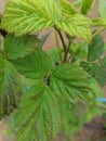 Raspberry leaf up close