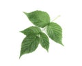 Raspberry leaf on white background with light shad