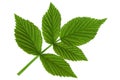 Raspberry leaf on white