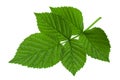 Raspberry leaf  on white Royalty Free Stock Photo