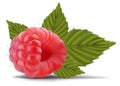 Raspberry with leaves