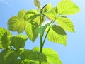 Raspberry leaves