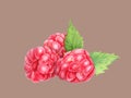 Raspberry with leaves in closeup. Watercolor illustration. Hand drawn berries painting isolated on beige background. Botanical Royalty Free Stock Photo