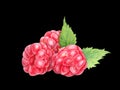 Raspberry with leaves in closeup. Watercolor illustration. Hand drawn berries painting isolated on black background. Botanical Royalty Free Stock Photo
