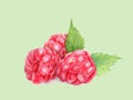 Raspberry with leaves in closeup. Watercolor illustration. Hand drawn berries painting isolated on green background. Botanical Royalty Free Stock Photo