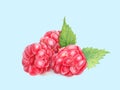 Raspberry with leaves in closeup. Watercolor illustration. Hand drawn berries painting isolated on light blue background. Royalty Free Stock Photo