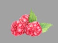 Raspberry with leaves in closeup. Watercolor illustration. Hand drawn berries painting isolated on light gray background. Botanica Royalty Free Stock Photo