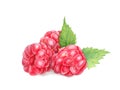 Raspberry with leaves in closeup. Watercolor illustration. Hand drawn berries painting isolated on white background. Botanical Royalty Free Stock Photo