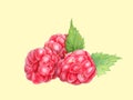 Raspberry with leaves in closeup. Watercolor illustration. Hand drawn berries painting isolated on yellow background. Botanical re Royalty Free Stock Photo