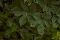 Raspberry leaves in dirks. Plant-eaten bushes close-up