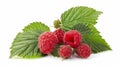 A raspberry with leaves isolated on a white background. Royalty Free Stock Photo