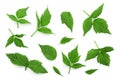 Raspberry leaves isolated on white background. Top view. Flat lay Royalty Free Stock Photo