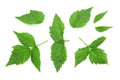 Raspberry leaves isolated on white background. Top view. Flat lay Royalty Free Stock Photo