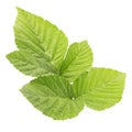 Raspberry leaves isolated on white background top view Royalty Free Stock Photo