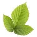 Raspberry leaves isolated on white background top view Royalty Free Stock Photo