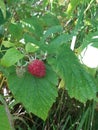 Raspberry leaves organic raspberry fruit berry natural berries canada