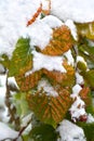 Orange green leaves raspberry in snow in garden Royalty Free Stock Photo