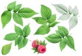 Raspberry leaves on white background.