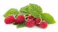 Raspberry with leaves. White background with an isolated raspberry. Royalty Free Stock Photo