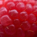 Raspberry close up in a square frame