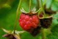 Raspberry, nature sweet macro berry. Nature