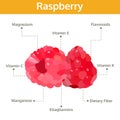 Raspberry nutrient of facts and health benefits, info graphic Royalty Free Stock Photo