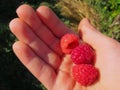 Raspberry picking hand